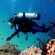 A scuba diver swimming near a reef
